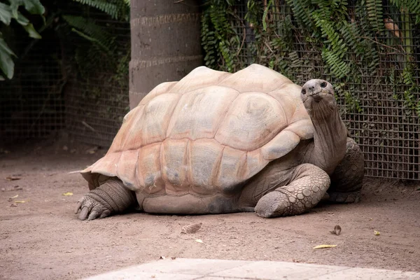 Detta Sidovy Aldaabra Jätte Sköldpadda — Stockfoto