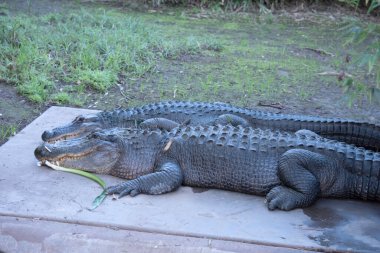 Timsahların sonunda burun deliklerine bakan uzun, yuvarlak bir burnu vardır. Timsahların burun deliklerinin sonunda yukarı bakan uzun, yuvarlak bir burnu vardır..