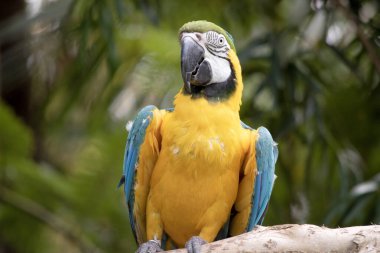 Mavi ve altın papağanların alın tüyleri yeşildir. Kanat tüyleri yeşil uçlu mavidir; alt kanat örtüleri ve göğüs tüyleri sarı-turuncudur.