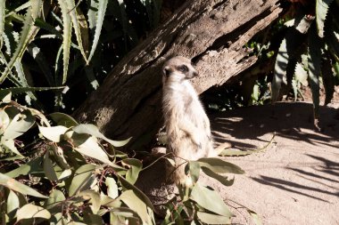 Mirketler sırayla yuvaların üzerinde nöbet tutarlar. Böylece diğer üyeler avlanırken ya da oynarken her şeyi görüp klanlarını korurlar..