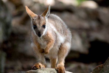 Bu genç, sarı ayaklı bir kaya valbi.