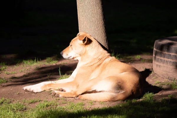 Dingo Avustralyalı Vahşi Bir Köpektir — Stok fotoğraf