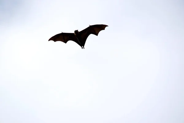 Los Murciélagos Son Los Únicos Mamíferos Que Pueden Volar Lugar —  Fotos de Stock