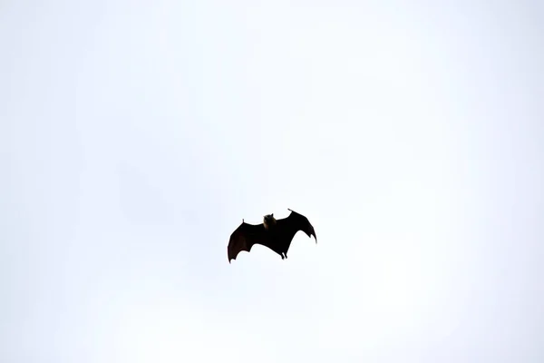 Vleermuizen Zijn Enige Zoogdieren Die Kunnen Vliegen Plaats Van Armen — Stockfoto