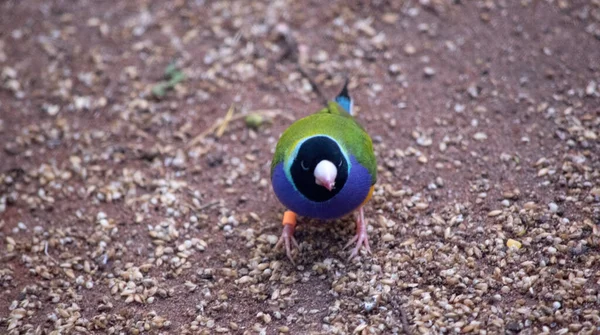 Der Gouldefink Ist Ein Kleiner Vogel Mit Leuchtend Grünem Rücken — Stockfoto