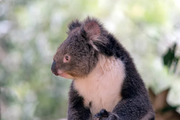 Koala Una Grande Testa Rotonda Grandi Orecchie Pelose Grande Naso — Foto Stock