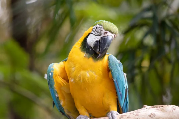 The blue and gold macaws forehead feathers are green. Wing feathers are blue with green tips; underwing coverts and breast are yellow-orange.