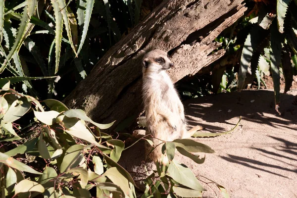 Meerkats Revezam Uma Posição Vigia Levantada Acima Das Tocas Para — Fotografia de Stock