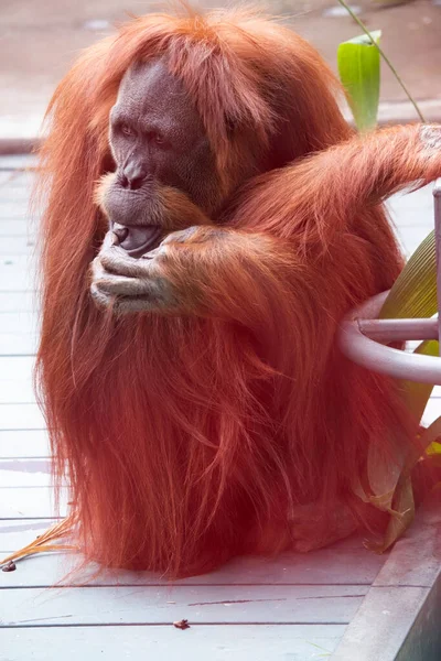 Orangotangos São Maiores Mamíferos Arbóreos Passando Maior Parte Tempo Árvores — Fotografia de Stock