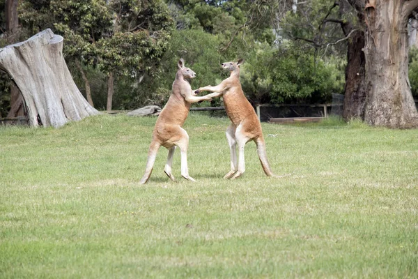 Two Male Red Kangaroos Fighting Dominant Position Mob — Stock Photo, Image