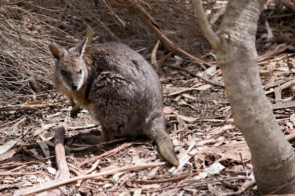 Das Tamar Wallaby Ist Auf Nahrungssuche — Stockfoto