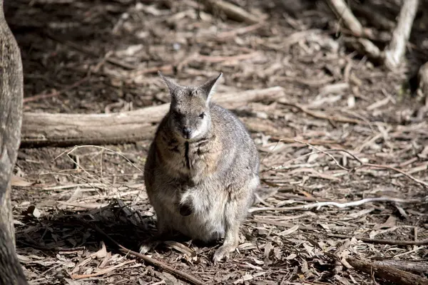 Das Tamar Wallaby Hat Einen Grauen Rücken Und Hellbraune Arme — Stockfoto