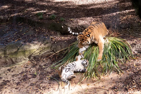 Tygrysie Młode Rodzą Się Paski Piją Mleko Tylko Miesiąca Życia — Zdjęcie stockowe