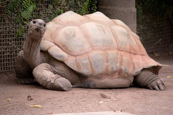 Aldabras Sköldpaddor Världens Största Landsköldpaddor — Stockfoto