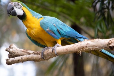 Mavi ve altın papağanın arka ve üst kuyruk tüyleri parlak mavidir; kuyruğun alt kısmı zeytin sarısıdır.. 