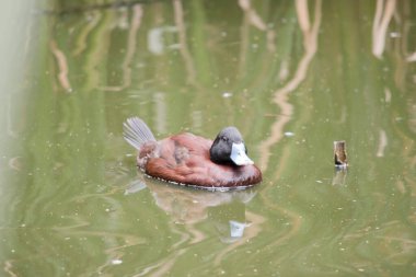 Çiftleşme mevsiminde erkeğin gagası açık maviye döner ve ördeğe adını verir. Mavi gagalı ördekler hepçildir..