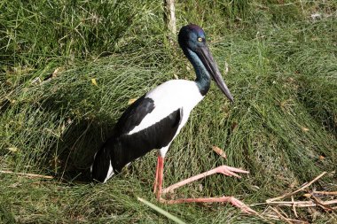Jabiru ya da siyah boyunlu leylek, 1.3 metre uzunluğunda ve kanat açıklığı yaklaşık 2 metre olan siyah-beyaz bir su kuşudur. Baş ve boyun, parlak yeşil ve mor bir parıltıyla siyahtır..