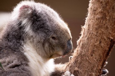Koala 'nın büyük yuvarlak bir kafası, büyük tüylü kulakları ve büyük siyah bir burnu var. Kürkleri genellikle gri-kahverengidir. Göğsünde, iç kollarında, kulaklarında ve altında beyaz kürkleri vardır..