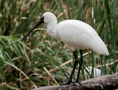 Kraliyet kaşığı kaşığa benzeyen siyah gagalı büyük beyaz bir deniz kuşudur. Kraliyet kaşığı sarıdır.