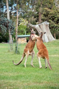 İki erkek kırmızı kanguru çetenin hakim konumu için savaşıyor.