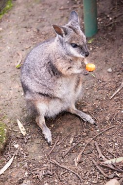 Tammar valabinin koyu grimsi üst kısımları, daha soluk alt kısımları, paslı kenarları ve uzuvları vardır. Tammar valabinin yüzünde beyaz çizgiler vardır..