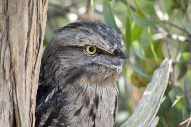 Tawny-frogmouth 'un benekli gri, beyaz, siyah ve paslı tüyleri var. Tüy desenleri ölü ağaç dallarını taklit etmelerine yardımcı oluyor. Tüyleri yumuşaktır, baykuşlarınki gibi.,