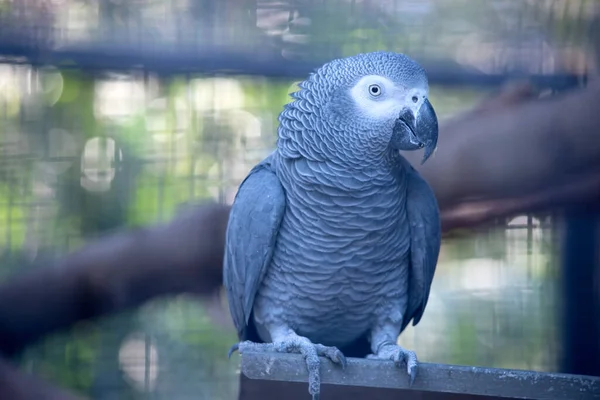 アフリカの灰色のオウムは白い目と赤い尾が付いている灰色です — ストック写真