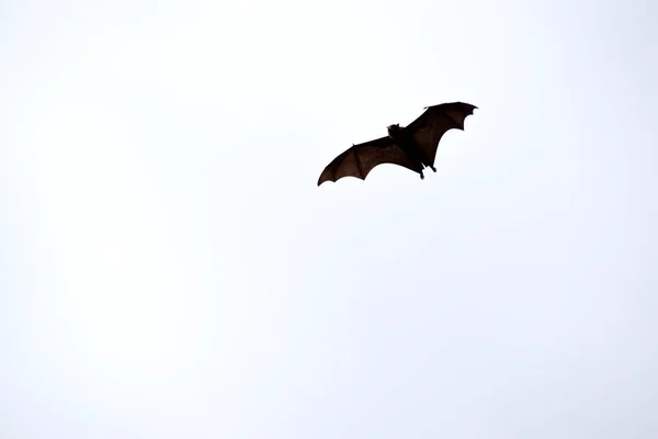 蝙蝠是唯一会飞的哺乳动物 它们没有胳膊或手 而是有翅膀 翅膀的骨骼结构类似于人类的手 — 图库照片
