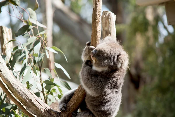 Koala Wspina Się Gałąź Drzewa — Zdjęcie stockowe