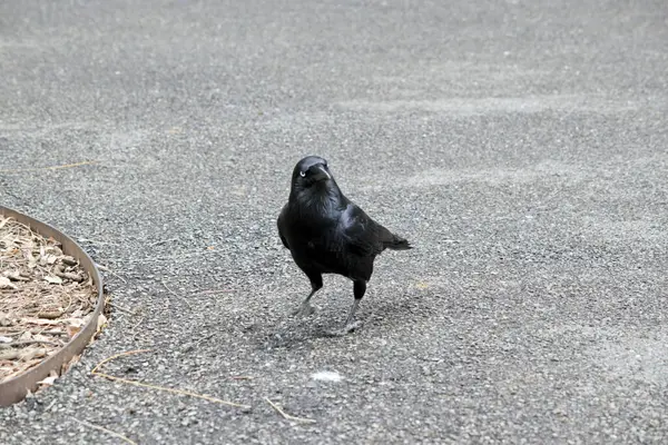 Australian Ravens are black with white eyes in adults. The feathers on the throat (hackles) are longer than in other species, and a bird tends to extend these when calling, while holding its head and body in a horizontal position.