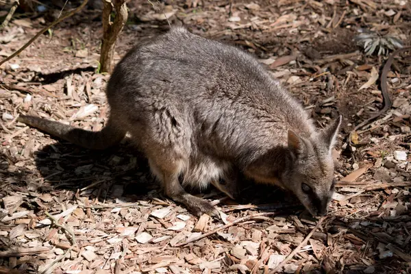 Das Tamar Wallaby Ist Braun Und Grau Mit Weißem Wangenstreifen — Stockfoto
