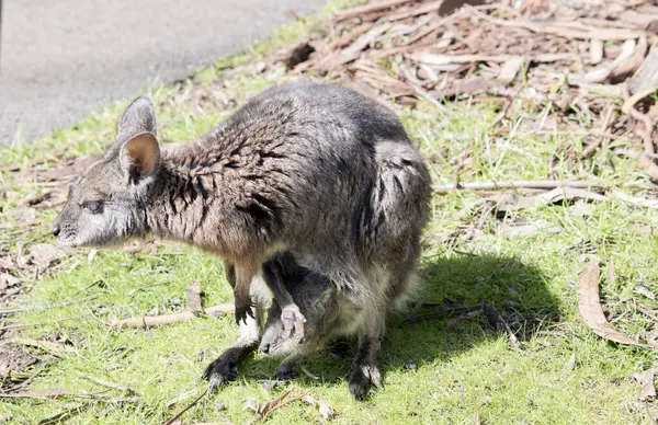 Tammar Wallaby Has Joey Her Pouch Looking Out — 图库照片