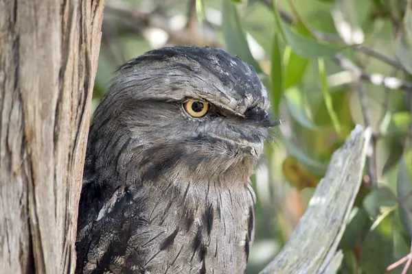 Tawny Frogmouth Has Mottled Grey White Black Rufous Feather Patterns — Stock Photo, Image