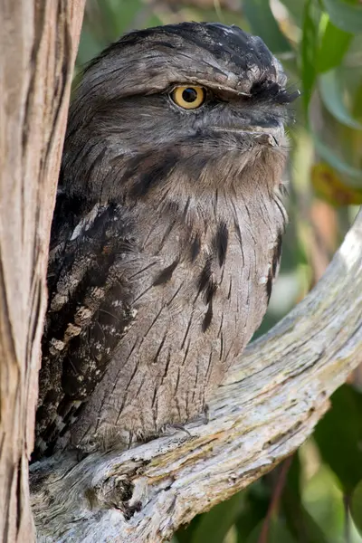 stock image the tawny-frogmouth has a mottled grey, white, black and rufous  the feather patterns help them mimic dead tree branches. Their feathers are soft, like those of owls,