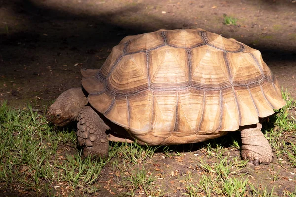 Las Tortugas Aldabras Son Una Las Tortugas Terrestres Más Grandes — Foto de Stock