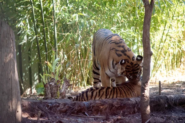 老虎幼崽的皮毛是金色的 条纹是黑色的 是世界上最大的野猫 — 图库照片