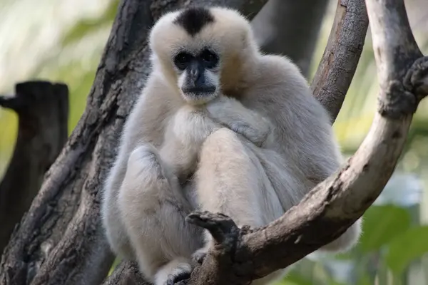 Vrouwelijke Witte Wang Gibbon Een Gouden Kleur Met Witte Wangen — Stockfoto