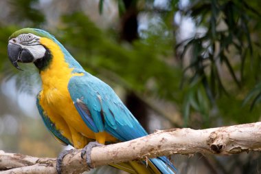 Mavi ve altın papağanın arka ve üst kuyruk tüyleri parlak mavidir; kuyruğun alt kısmı zeytin sarısıdır..