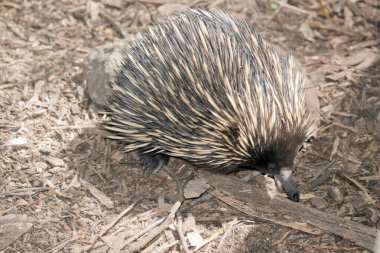Ekidnanın kirpi gibi dikenleri, kuş gibi gagası, kanguru gibi kesesi vardır ve sürüngen gibi yumurtlar. Dikenli karıncayiyenler olarak da bilinir. Avustralya 'ya özgü küçük ve yalnız memelilerdir.