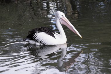 Avustralya pelikanları en büyük uçan kuşlardan biridir. Beyaz bir vücutları, kafaları ve siyah kanatları vardır. Büyük pembe bir banknotları var.