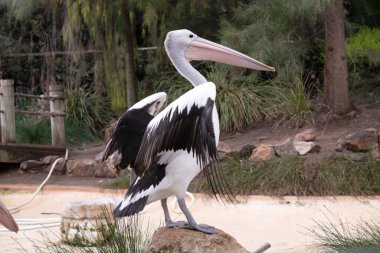 Avustralya pelikanları en büyük uçan kuşlardan biridir. Beyaz bir vücutları, kafaları ve siyah kanatları vardır. Büyük pembe bir banknotları var..