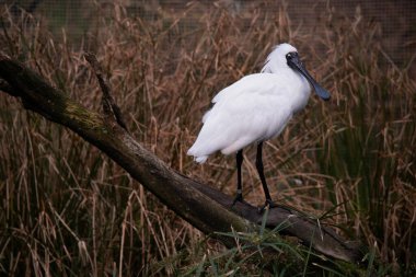 Kraliyet kaşığı kaşığa benzeyen siyah gagalı büyük beyaz bir deniz kuşudur. Kraliyet kaşığının sarı kaşları ve siyah bacakları vardır.