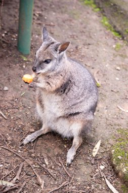 Tammar valabinin koyu grimsi üst kısımları, daha soluk alt kısımları, paslı kenarları ve uzuvları vardır. Tammar valabinin yüzünde beyaz çizgiler vardır..