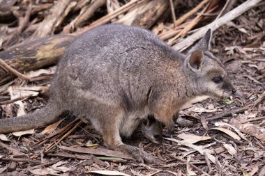Tammar valabinin koyu grimsi üst kısımları, daha soluk alt kısımları, paslı kenarları ve uzuvları vardır. Tammar valabinin yüzünde beyaz çizgiler vardır..