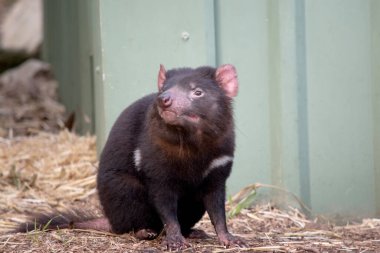 Tazmanya Şeytanları küçük bir köpek büyüklüğündedir. Şeytanların göğüslerinde büyük beyaz bir şerit ve sırtlarında garip bir çizgi vardır.