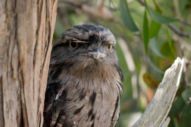 Tawny-frogmouth 'un benekli gri, beyaz, siyah ve paslı tüyleri var. Tüy desenleri ölü ağaç dallarını taklit etmelerine yardımcı oluyor. Tüyleri yumuşaktır, baykuşlarınki gibi.,