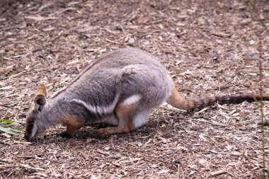 Sarı ayaklı kaya valabisi beyaz yanak çizgisi ve turuncu kulaklarıyla parlak renklidir. Üzerinde beyaz bir yan şerit ve kahverengi ve beyaz bir kalça çizgisi ile geyik grisidir.. 