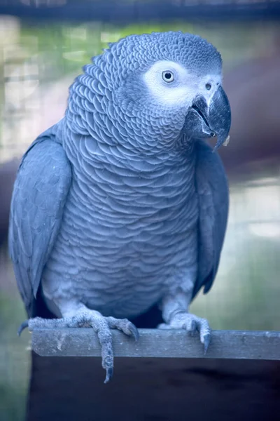 Africký Šedý Papoušek Celý Šedý Bílýma Očima Červeným Ocasem — Stock fotografie