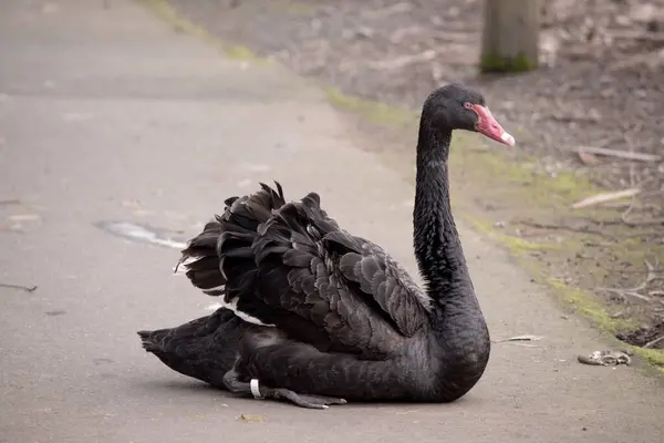 the Australian black swan is almost all black, with a red beak and eye, it has a white stripe across the beak.