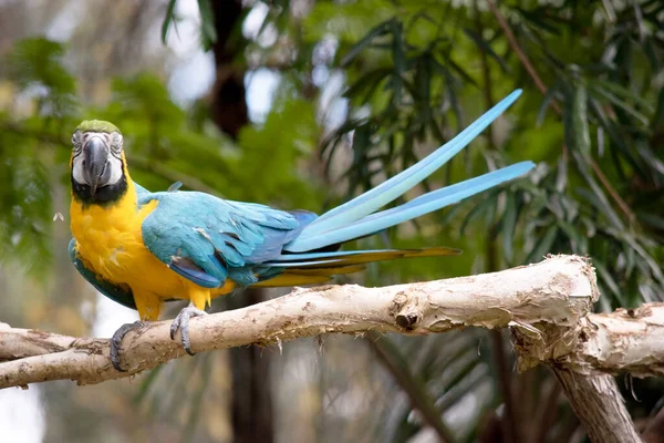 the Back and upper tail feathers of the blue and gold macaw are brilliant blue; the underside of the tail is olive yellow.
